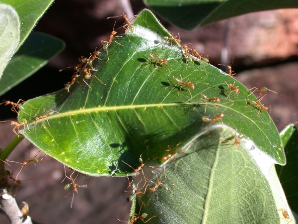 Green Ants
